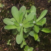 Gamochaeta pensylvanica (Willd.) Cabrera